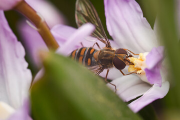 bee on flower