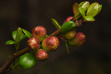 buds macro photo