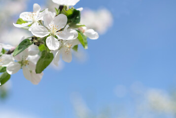 Branch of blooming white apple tree on background of blooming garden, blue sky with copy space. Spring background, soft focus. Concept March 8, May holidays.