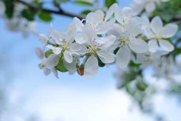 Branch of blooming white apple tree on background of blooming garden, blue sky with copy space. Spring background, soft focus. Concept March 8, May holidays.