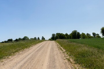 a road in a field with agricultural plants in summer