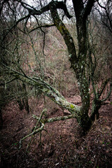 Gorge in the forest. Mystery old forest , trees on the hill, winter forest . 