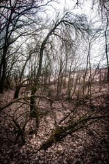 Gorge in the forest. Mystery old forest , trees on the hill, winter forest . 