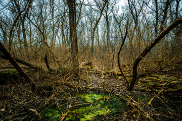 Water in the forest . Old lake in the woods . Green and blue river . Mystery weather. Olds trees . Forest beauty . Frozen forest and frozen lake . 