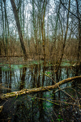 Obraz premium Water in the forest . Old lake in the woods . Green and blue river . Mystery weather. Olds trees . Forest beauty . Frozen forest and frozen lake . 