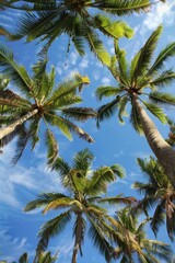 Fototapeta na wymiar Top of coconut trees blue sky in the background, concept of summer, beach, vacation.