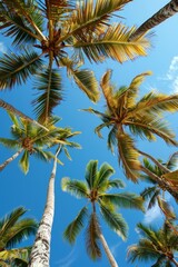 Naklejka premium Top of coconut trees blue sky in the background, concept of summer, beach, vacation.