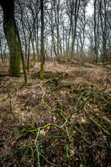 Landscape in the old forest. Winter in the forest , old trees and Cloudy weather . Mystery forest. Nature at winter season . 