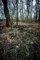 Landscape in the old forest. Winter in the forest , old trees and Cloudy weather . Mystery forest. Nature at winter season . 