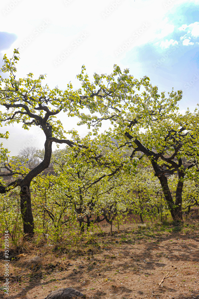 Wall mural Spring flowering landscape of pear trees in Qianxi, Hebei, China