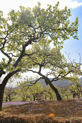 Spring flowering landscape of pear trees in Qianxi, Hebei, China