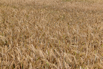 beautiful golden ripe wheat ears in the summer
