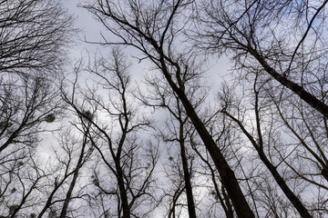maple trees without foliage in the winter season in the forest