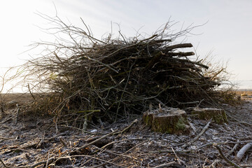 cutting and harvesting of wood