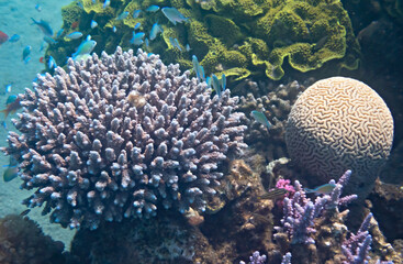 Nature coral area with school of damsel-fish among corals, photo depicts biodiversity in tropical marine ecosystems that is still remains untouched by human activities in the Red Sea, Sinai, Middle Ea - 757221972