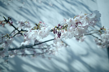 木漏れ日の白い壁と桜
