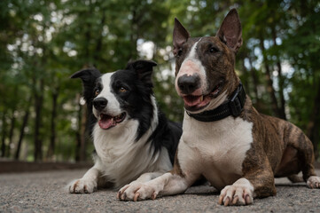 Bull terrier and border collie lie outdoors. Two dogs on a walk. 