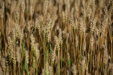 Wheat ears at sunset, close up
