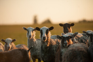 group of sheep at the sunset - obrazy, fototapety, plakaty