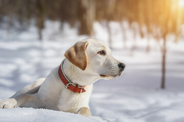 Young labrador observing winter grounds in the nature.. - 757222711