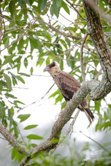 Lindo gavião na arvore com fundo desfocado da natureza.