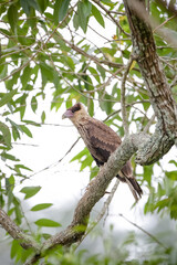 Lindo gavião na arvore com fundo desfocado da natureza.