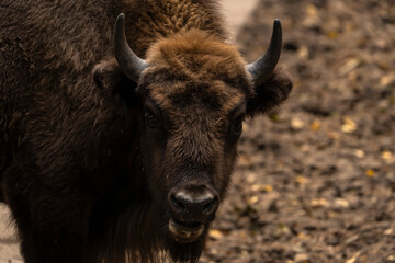 Wildlife - European Bison - Germany