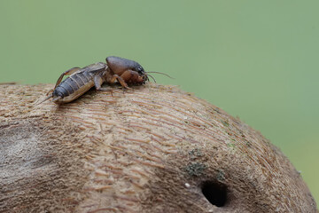 A mole cricket is looking for food on a rotten bamboo trunk. This insect has the scientific name...