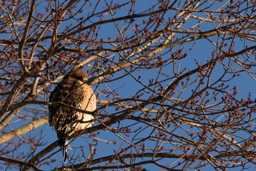 This beautiful red-shouldered hawk is perched in the tree trying stay hidden from his prey. The white speckles of his feathers stand out. The branches are without leaves due to the Fall season.