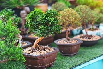 Traditional japanese bonsai miniature trees in a ceramic pot row market