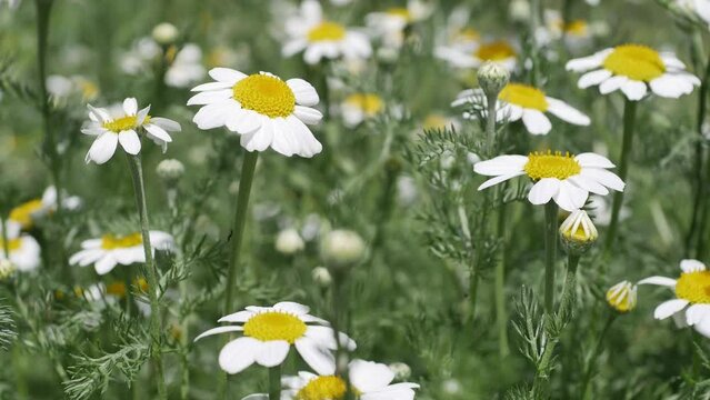 Campo de Margaritas en primavera, primer plano, ligero viento