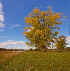 Big tree autumn blue sky foliage