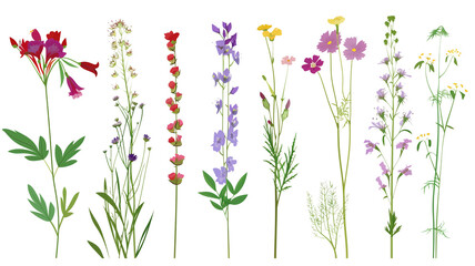 Fototapeta na wymiar Set of wild flowers flat illustration, isolated on transparent background