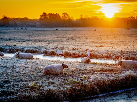 Sheep grazing in a frosty field at sunrise