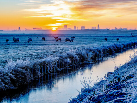 Sheep grazing on a frosty morning with a vibrant sunrise backdrop