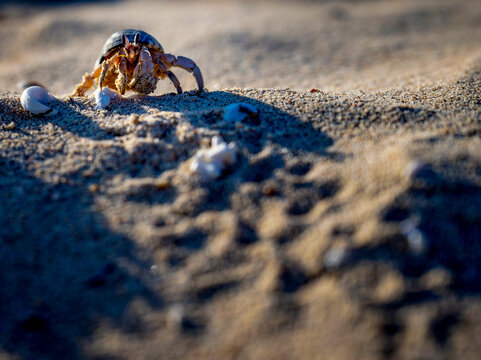 A hermit crab making its way across the sandy beach at golden hour