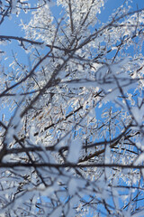 snow covered branches