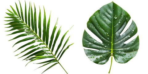 Set of Fresh tropical leaves with water drops isolated on transparent background © PixeloAI