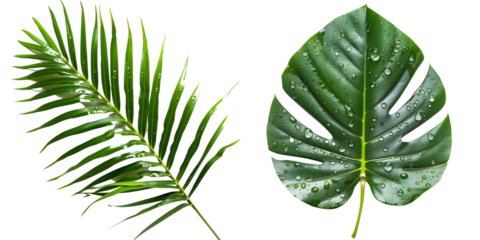 Set of Fresh tropical leaves with water drops isolated on transparent background