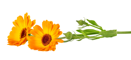 Orange Marigold flower isolated on white or transparent background. Calendula medicinal plant, herbal medicine and natural ingredient for skincare beauty products.