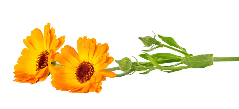 Orange Marigold flower isolated on white or transparent background. Calendula medicinal plant, herbal medicine and natural ingredient for skincare beauty products.
