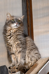 A gray fluffy cat is sitting on the railing of a wooden staircase on the porch of an old house.
