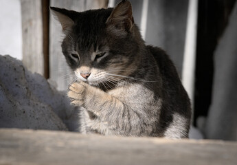 Fototapete bei efototapeten.de bestellen   