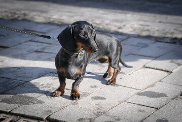 A dog of the dwarf dachshund breed. A black dachshund on a leash, on a walk on a sunny spring day.