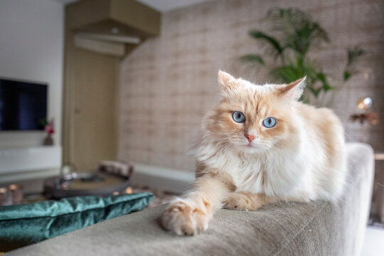 A regal fluffy cat lounging in a modern living room.