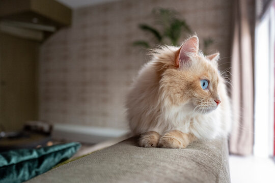 A serene fluffy cat lounges on the back of a sofa, gazing into the distance.