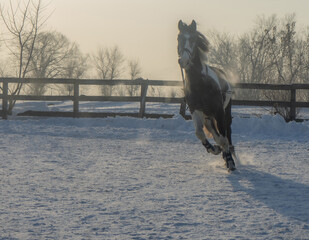 Horse galloping in the snow in the paddock in winter