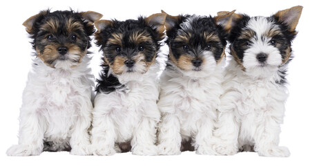 Litter of four Biewer Terrier dog puppies, sitting together in a row. All looking towards camera....