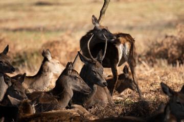 Group of sitting down facing right, sitting in park with dappled autumn sunlight with young deer to side and to the front