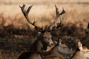 Splendid deer with damaged antlers sitting down facing right, sitting in park with dappled autumn sunlight with young deer to side and to the front